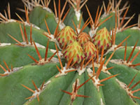 Ferocactus schwarzii